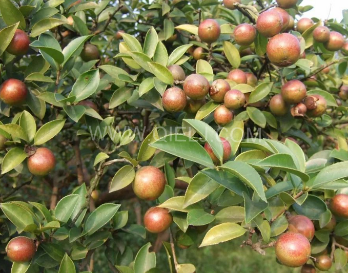 茶籽油壓榨設(shè)備認(rèn)準(zhǔn)企鵝機(jī)械，性能穩(wěn)定操作便利(圖1)